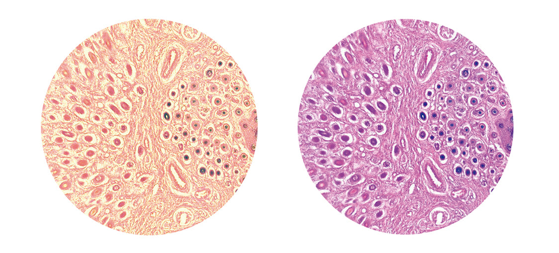 Abic Microscopy Basic Microscopy Concepts - Adjusting The Illumination – Motic Microscopes