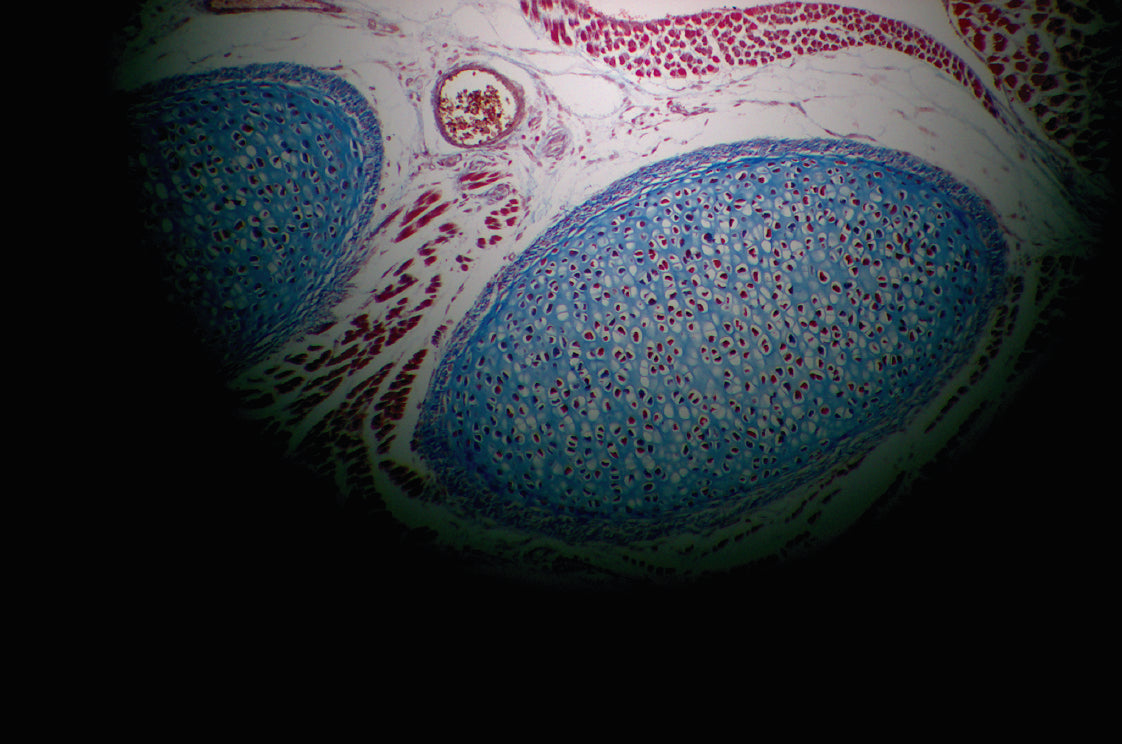 Basic Microscopy Concepts - Koehler Illumination
