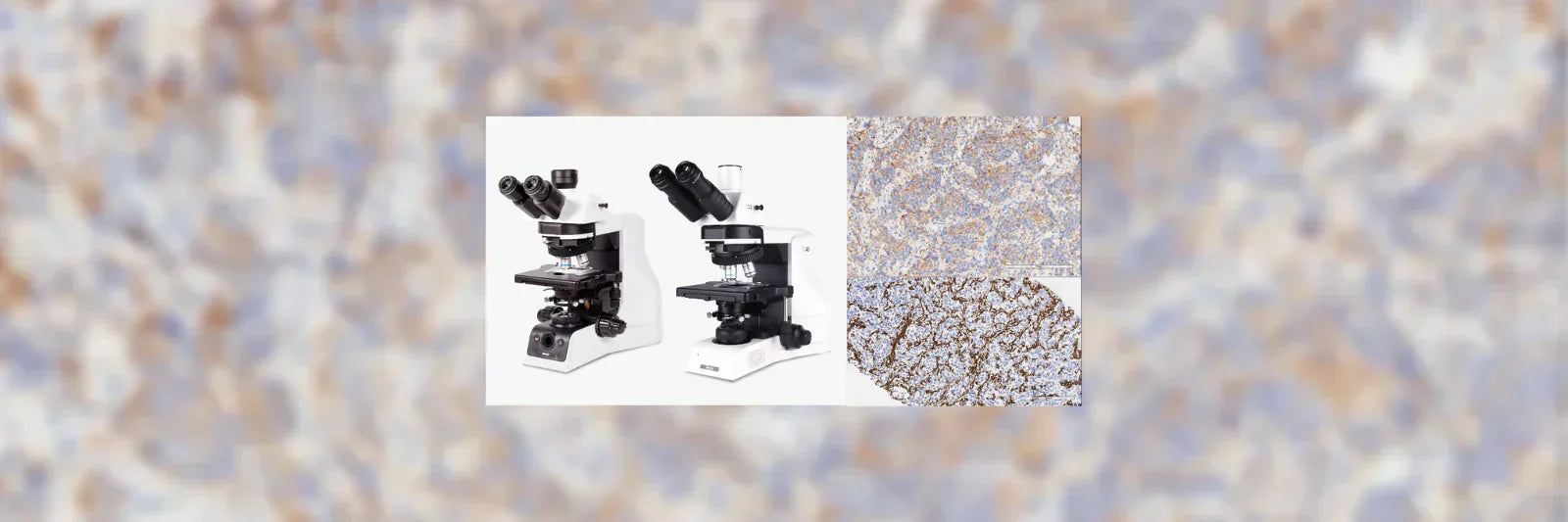 Choosing a Clinical Motic Microscope for Immunohistochemistry (IHC ...