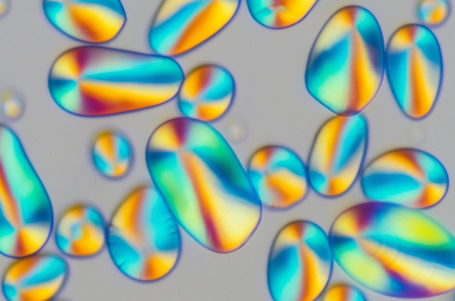 Food microscopy Starch Grains