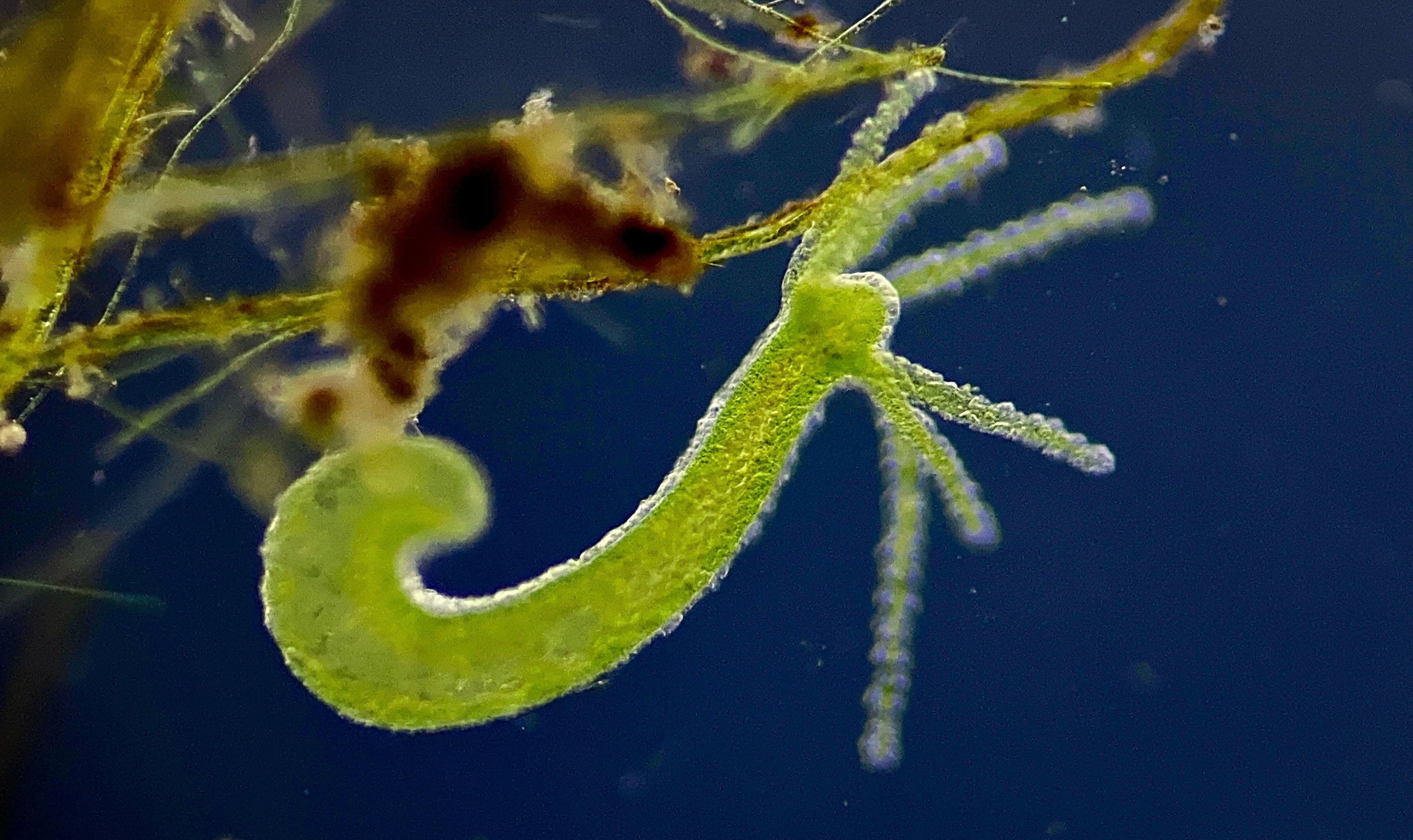 Hydrozoa