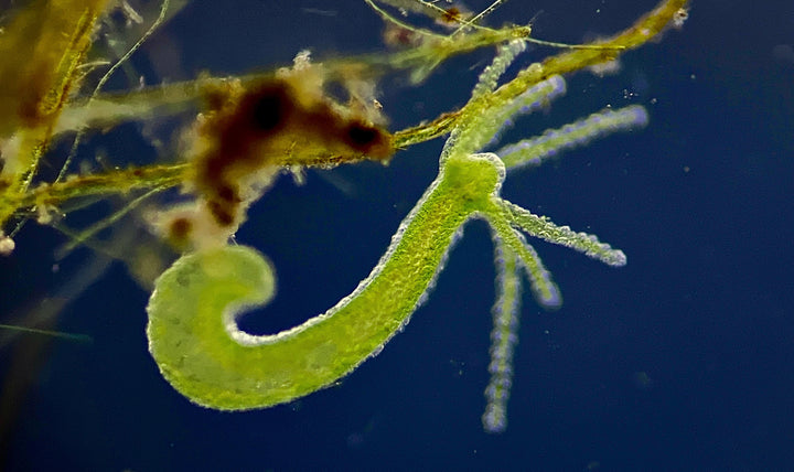 Freshwater Hydras, Aliens of the Microworld