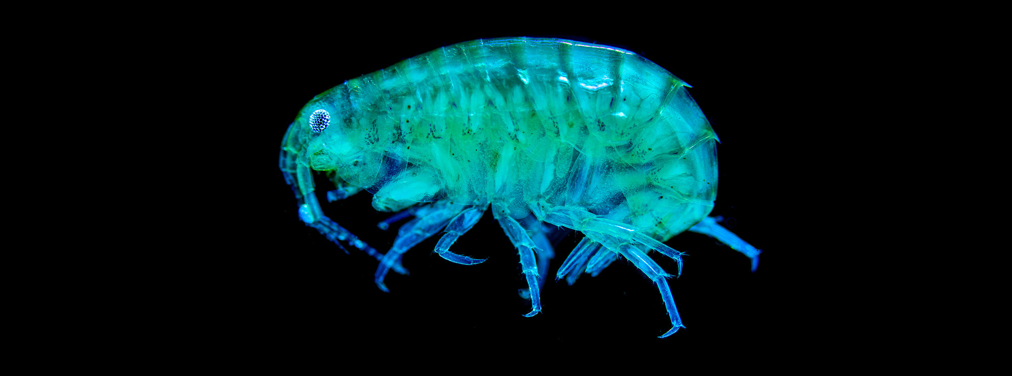 Hyalella azteca