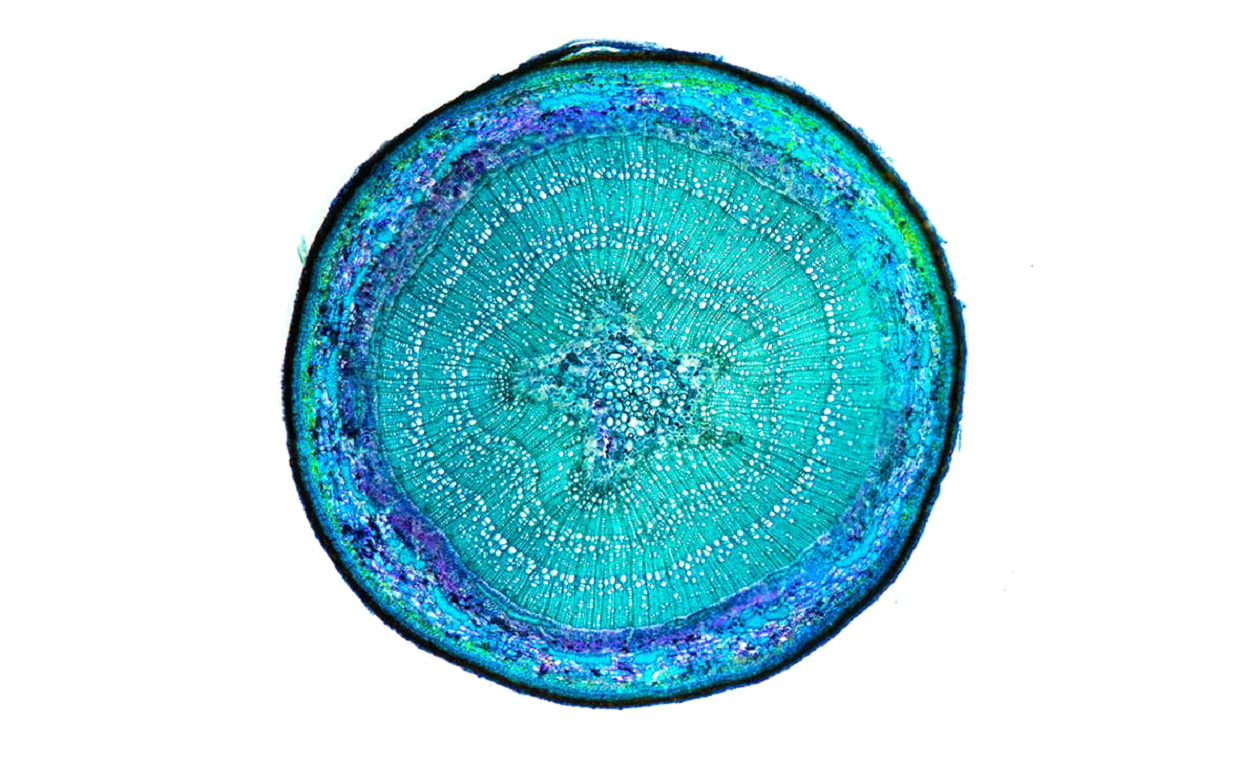 Rapid Preparation & Examination of Plant Sections with Microscopy