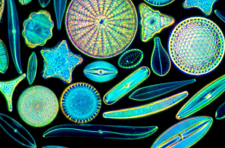 Diatoms - Nature’s Jewels viewed with a Microscope