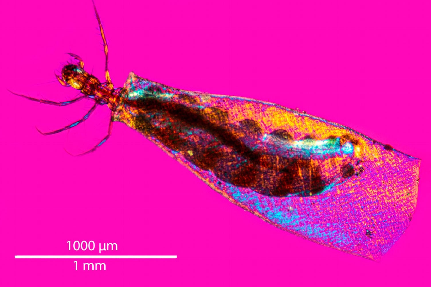 Measuring the size of Specimens viewed with a Microscope and adding Scale Bars to Photomicrographs